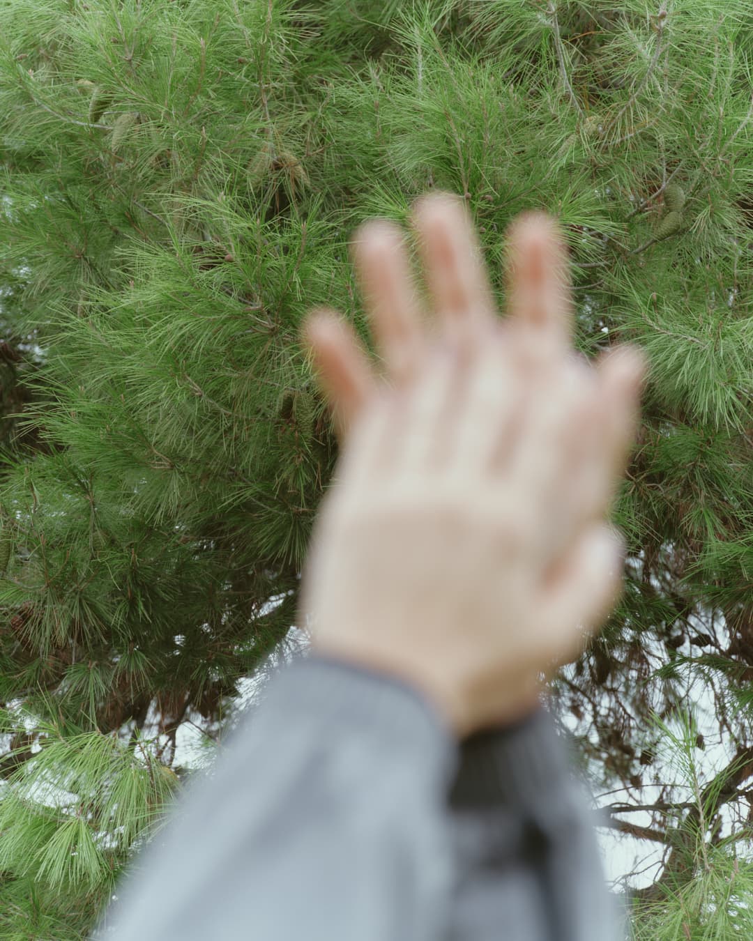 A hand in motion in front of pine branches